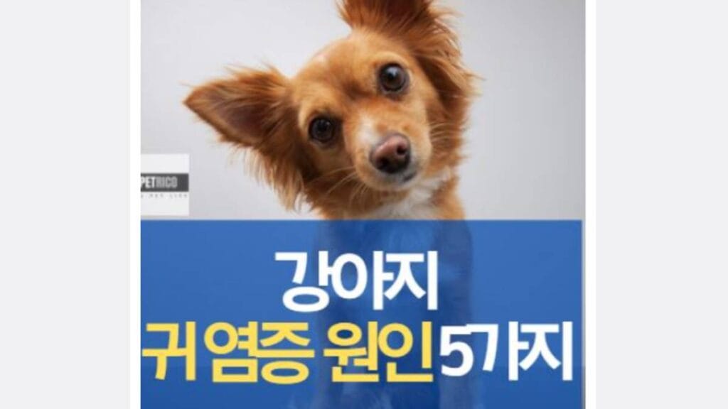 강아지 귀염증 감염 증상 원인 5가지 이유