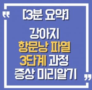 강아지  항문낭 파열  3단계 과정  증상 미리알기