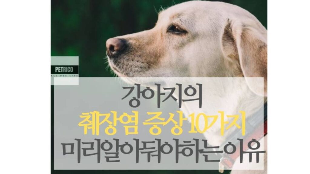 강아지 췌장염 증상