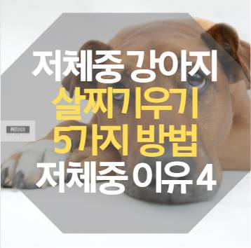 저체중 강아지 살찌기우기 5가지 방법 저체중 이유 4