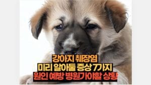 강아지 췌장염  미리 알아둘 증상 7가지  원인 예방 병원가야할 상황