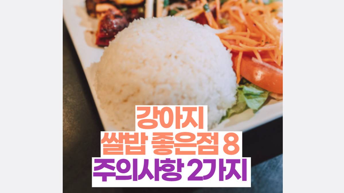 강아지 쌀밥 좋은점 과 주의사항2가지