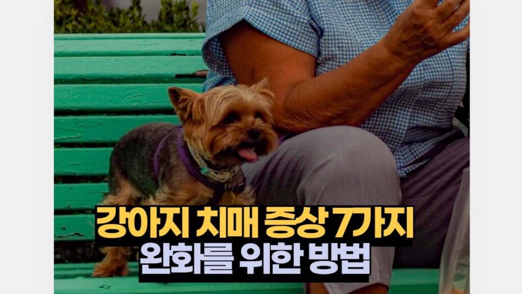 강아지 치매 증상 7가지 완화를 위한 방법