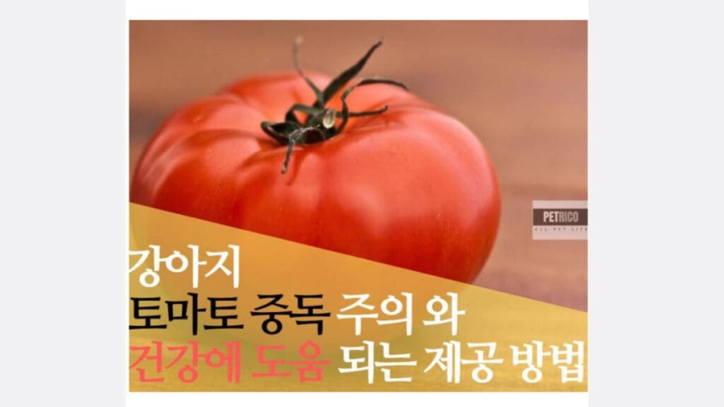 강아지 토마토