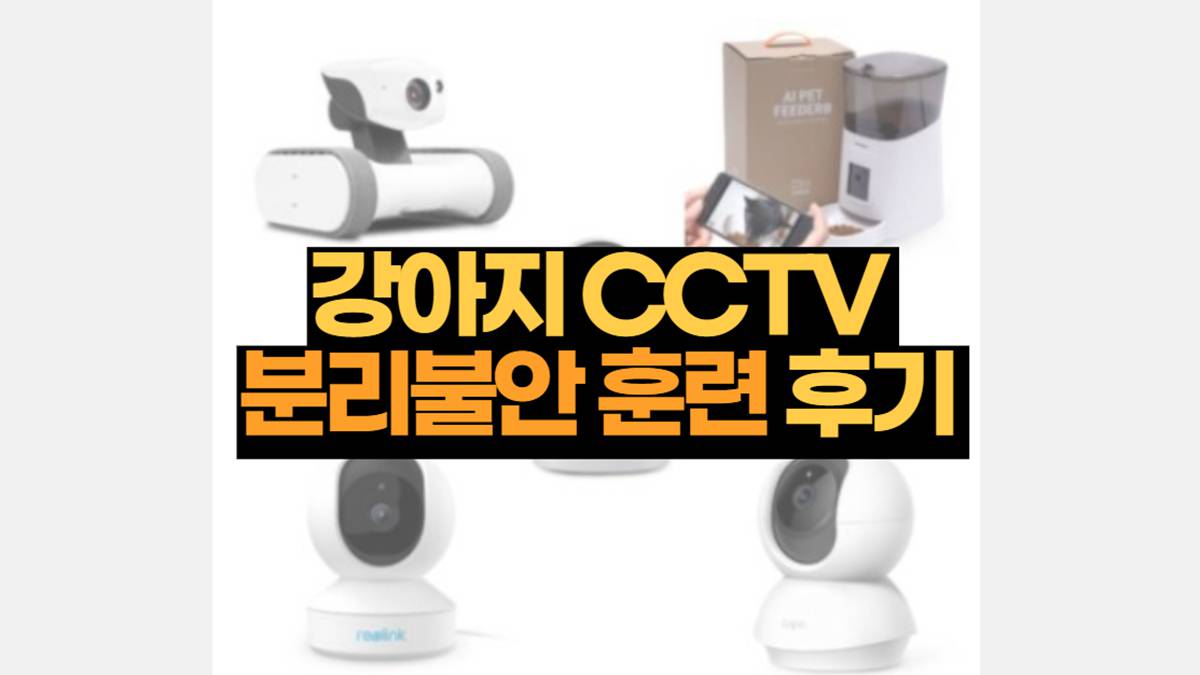 강아지 CCTV 분리불안 훈련