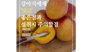 강아지 망고