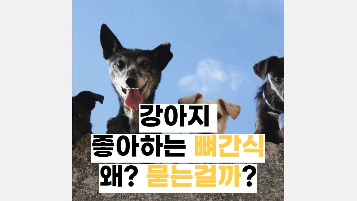 강아지 뼈간식