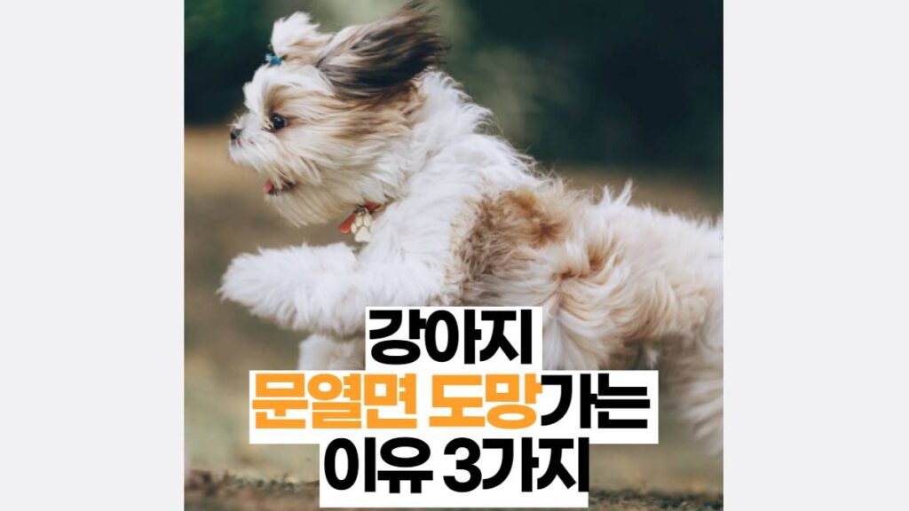 강아지 문열리면 도망가는이유