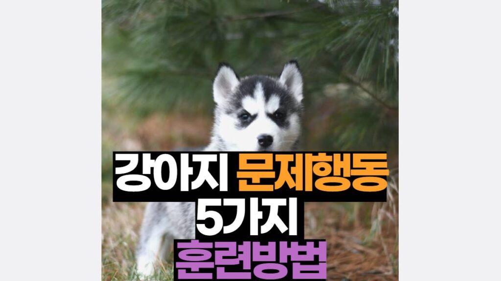 강아지 문제 행동