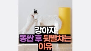 강아지 똥싼후 뒷발차기