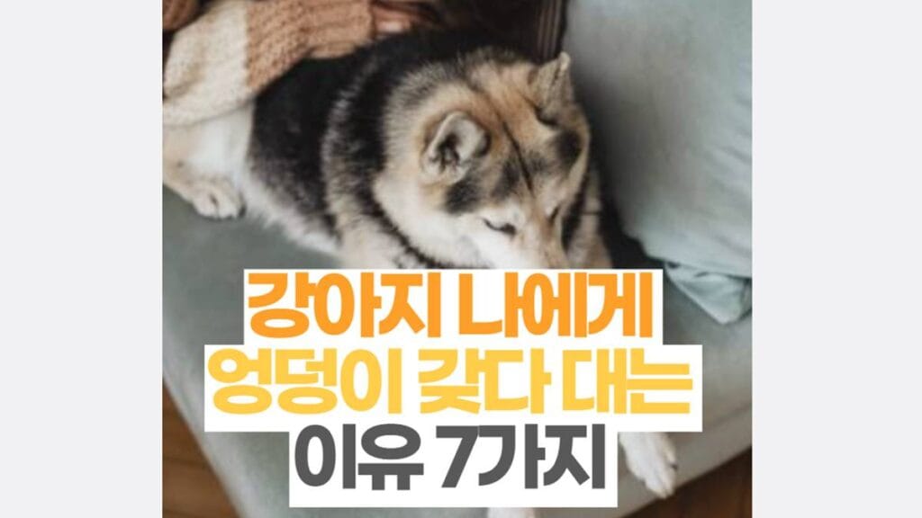 강아지 엉덩이 갖다 대는 이유 7가지 심리