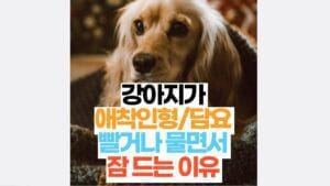 강아지가  애착인형/담요  빨거나 물면서  잠 드는 이유