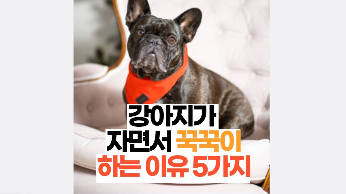 강아지가  자면서 꾹꾹이 하는 이유 5가지