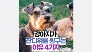 강아지가  잔디위를 뒹구는 이유 4가지