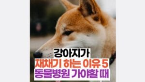강아지가  재채기 하는 이유 5  동물병원 가야할 때 