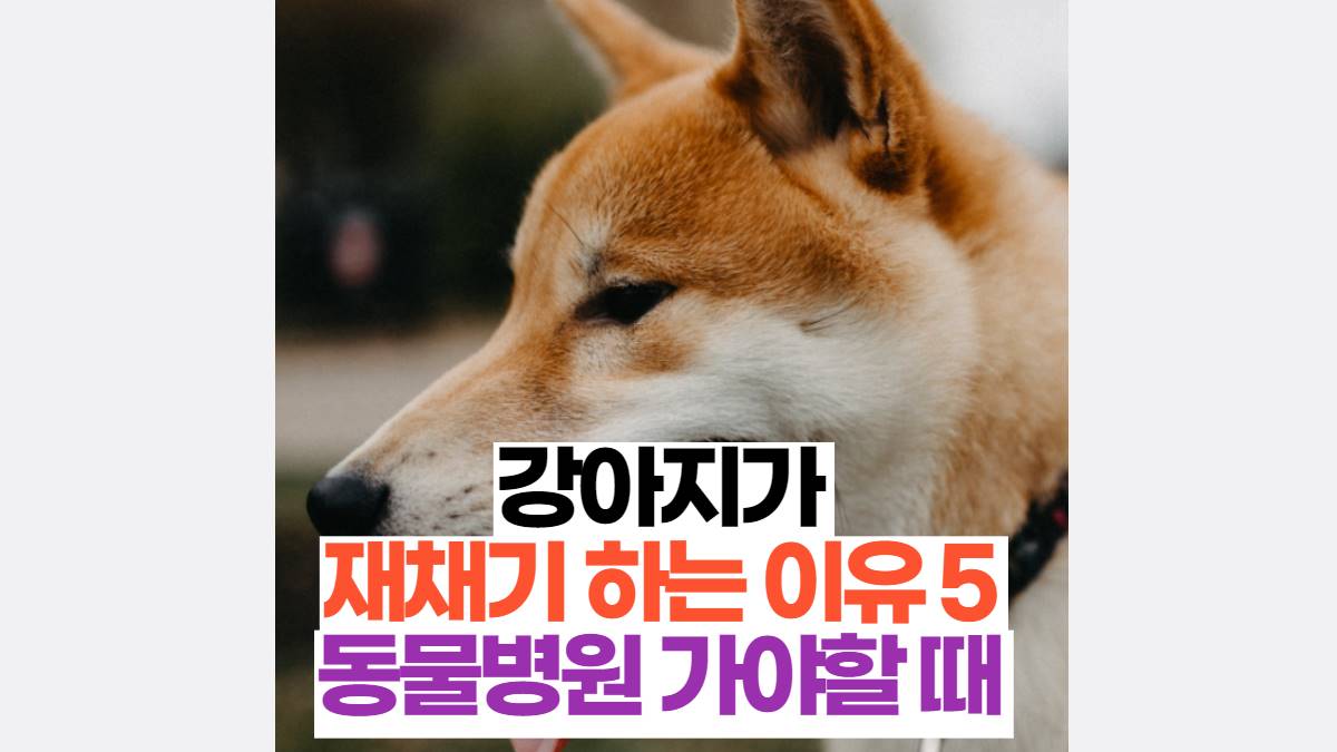 강아지가  재채기 하는 이유 5  동물병원 가야할 때 