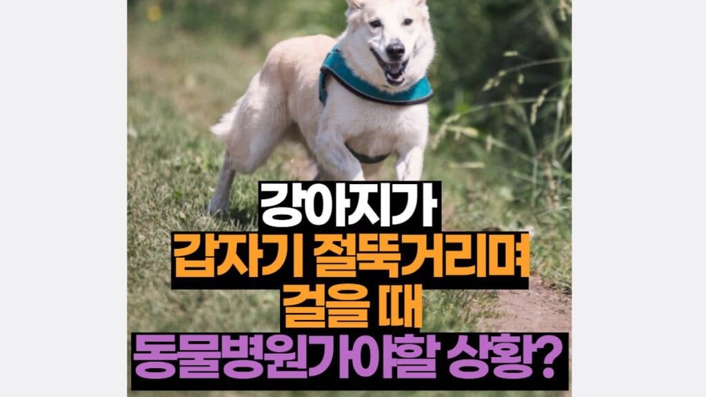 강아지가  갑자기 절뚝거리며 걸을 때 동물병원가야할 상황? 