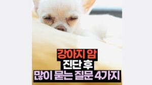 강아지 암   진단 후  많이 묻는 질문 4가지 