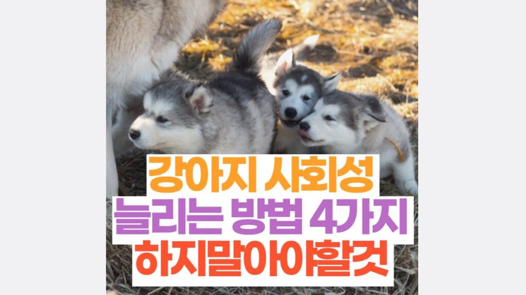 강아지 사회성  늘리는 방법 4가지  하지말아야할것 