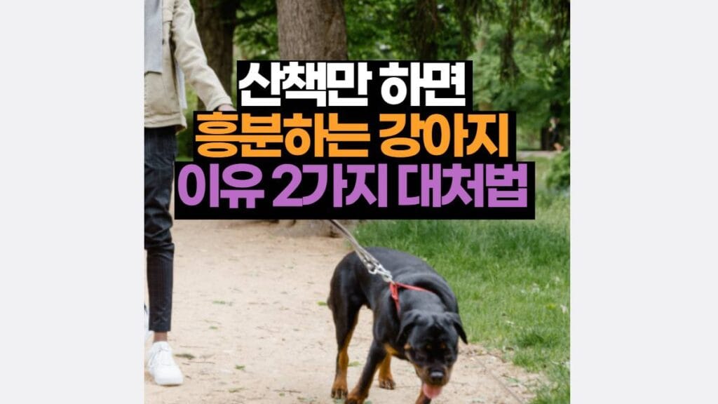 산책만 하면  흥분하는 강아지  이유 2가지 대처법 