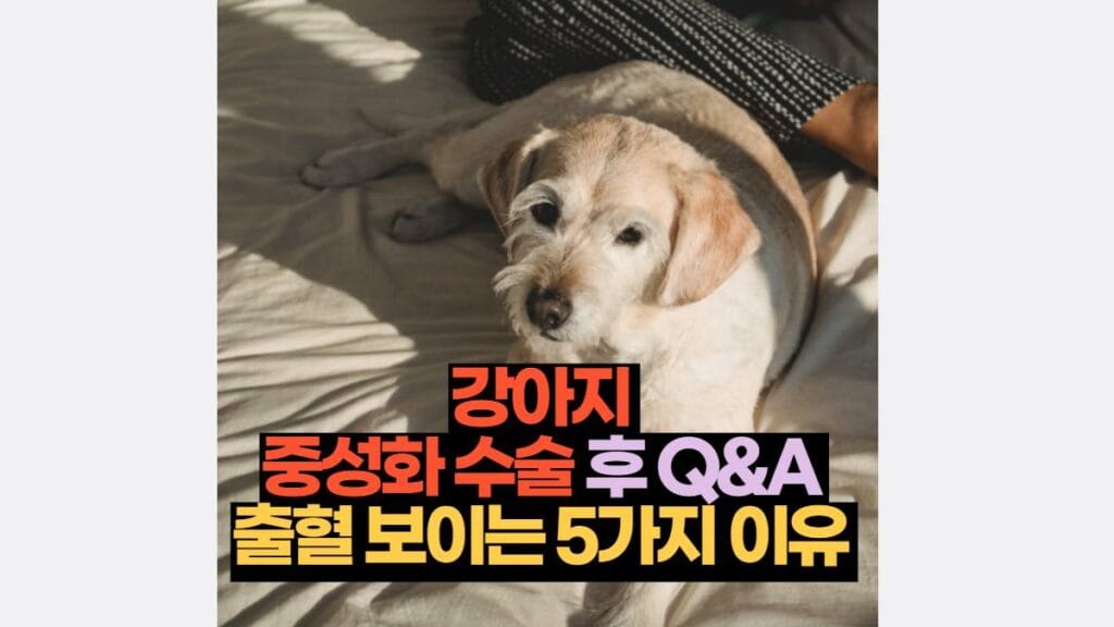 강아지  중성화 수술 후 Q&A  출혈 보이는 5가지 이유 