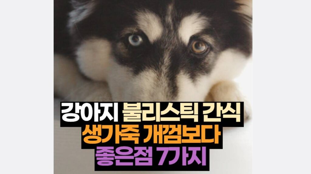 강아지 불리스틱 간식 생가죽 개껌보다  좋은점 7가지 