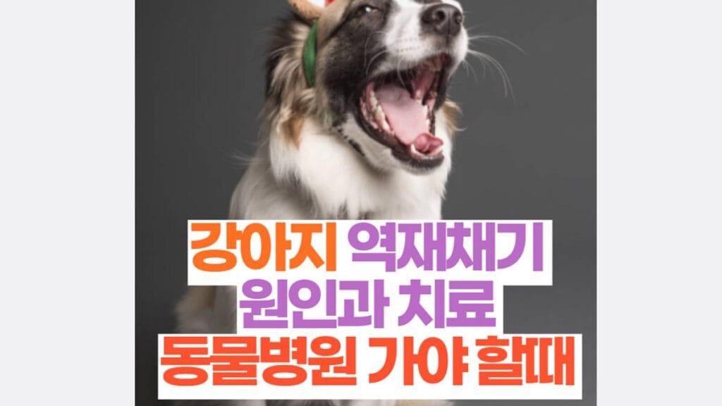 강아지 역재채기 원인과 치료 동물병원 가야 할때 