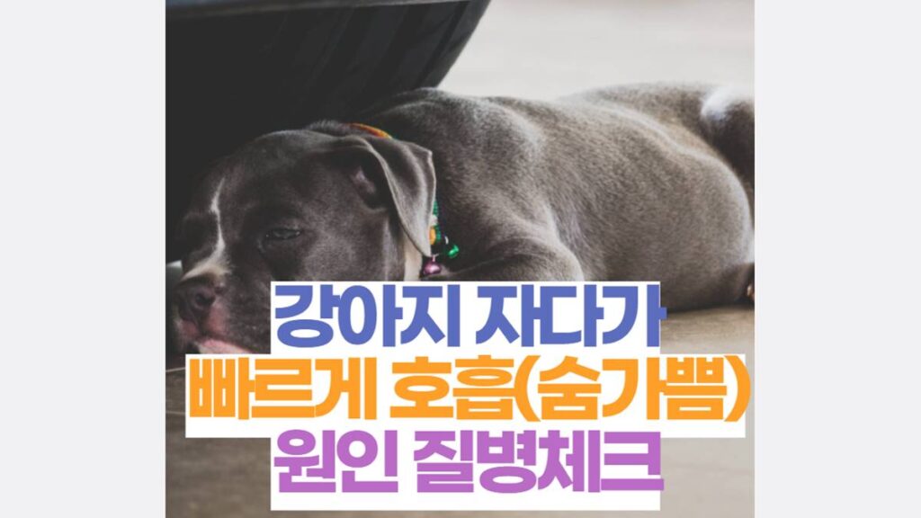 강아지 자다가 숨가쁨