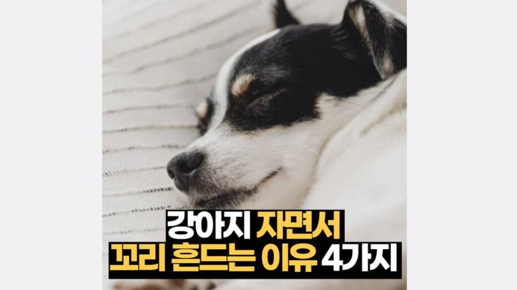 강아지 자면서 꼬리 흔드는 이유