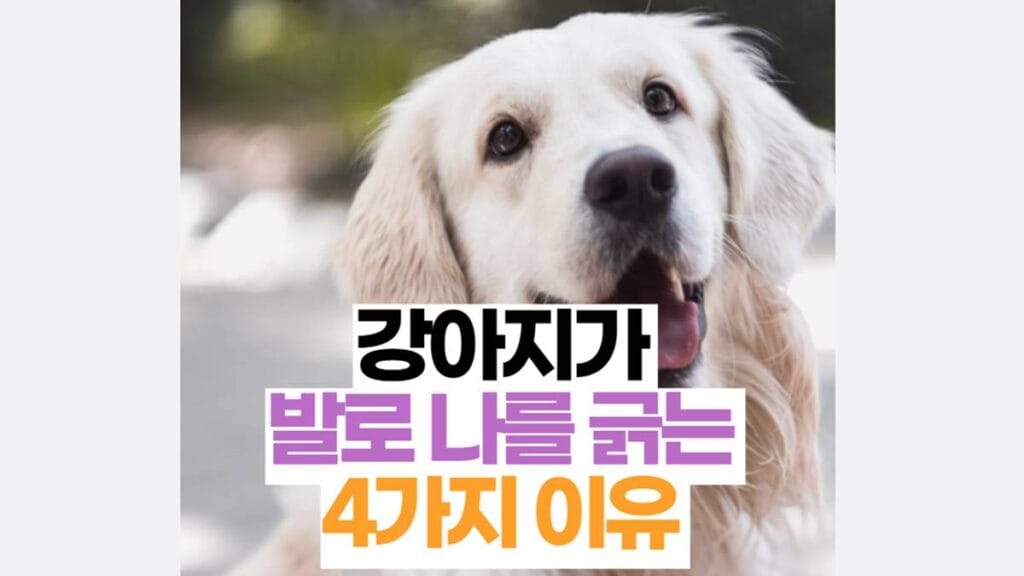 강아지 발로 사람 긁는 이유