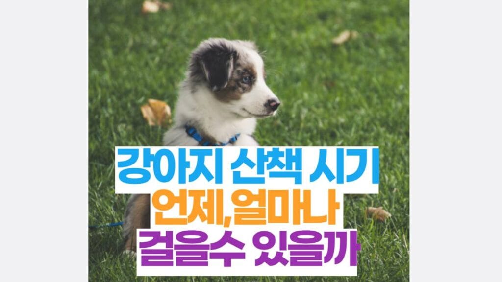 강아지 산책 시기