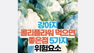 강아지 콜리플라워 좋은점과 위험성
