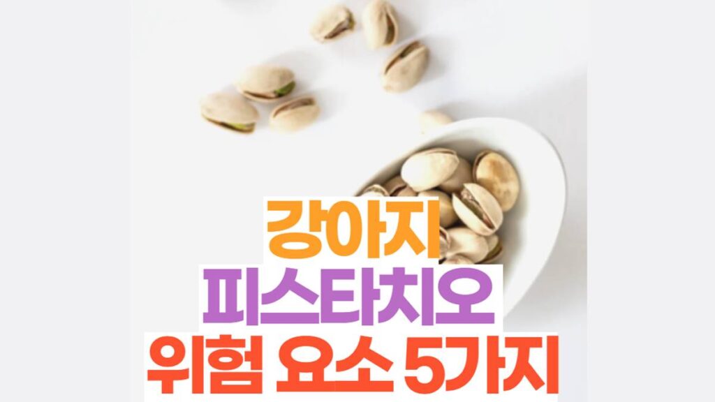 강아지 피스타치오 위험요소