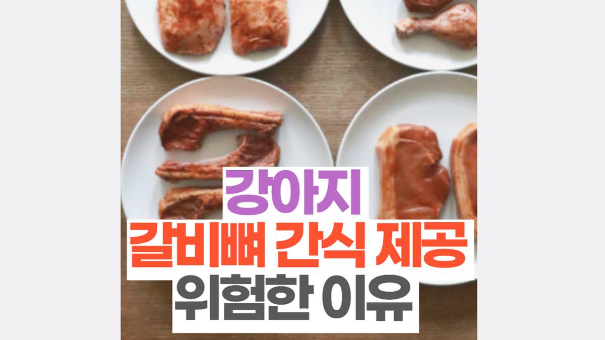 강아지 갈비뼈 간식 제공 위험한 이유