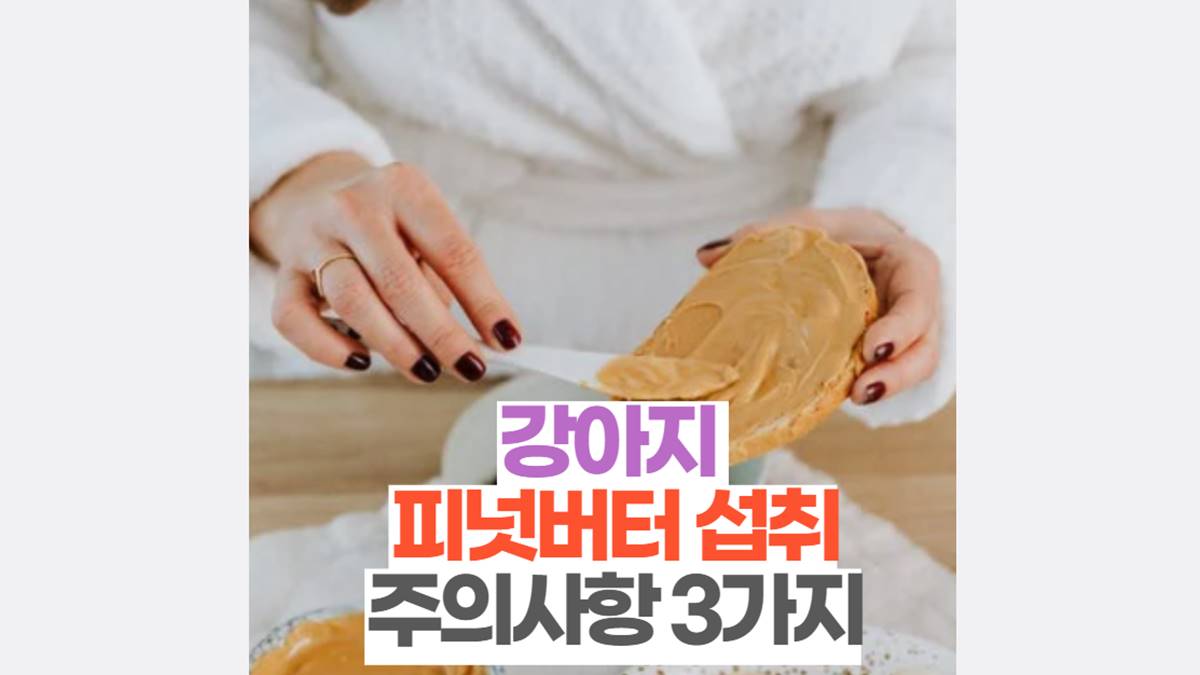 강아지 피넛버터 섭취 주의사항3가지