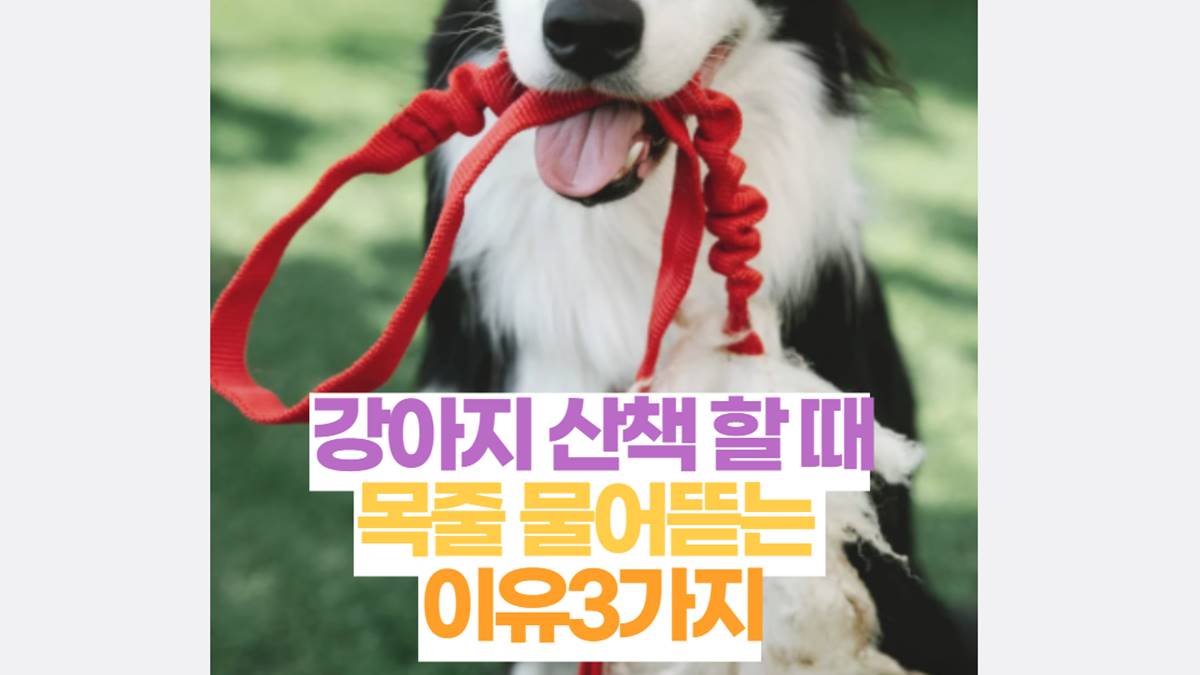 강아지 목줄 물어뜯는 이유