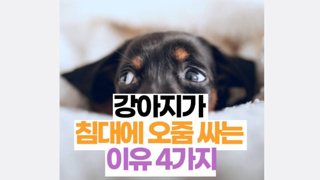 강아지가 침대에 오줌 싸는 이유 4가지