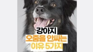 강아지가 오줌을 안싸요 5가지이유