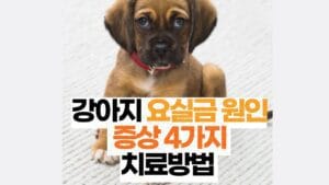 강아지 요실금 원인 증상 4가지 치료방법 