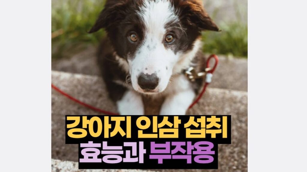 강아지 인삼 섭취 효능과 부작용