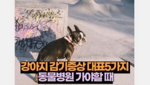 강아지 감기증상 대표5가지  동물병원 가야할 때