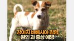 강아지 바베시아 감염 원인 과 증상 예방