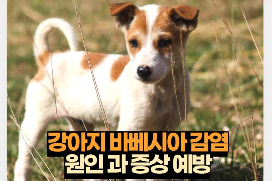 강아지 바베시아 감염 원인 과 증상 예방