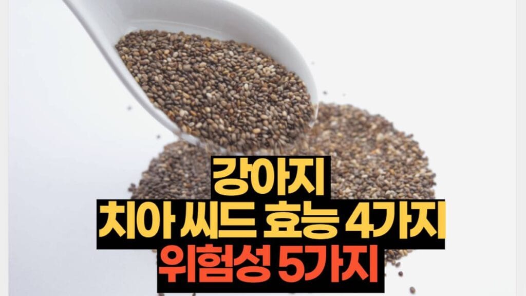 강아지 치아씨드 효능 4가지 위험성 5가지 