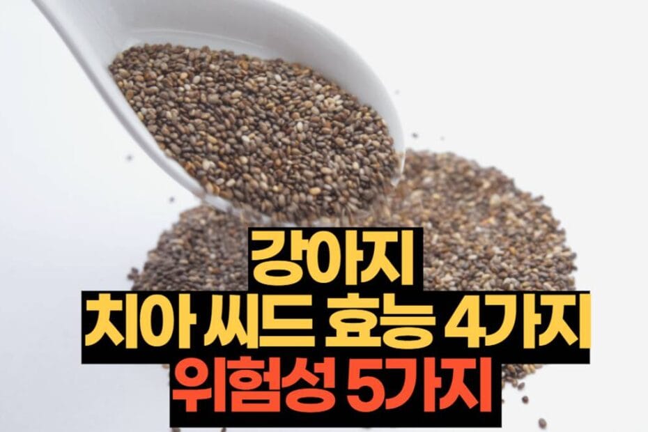 강아지 치아씨드 효능 4가지 위험성 5가지 