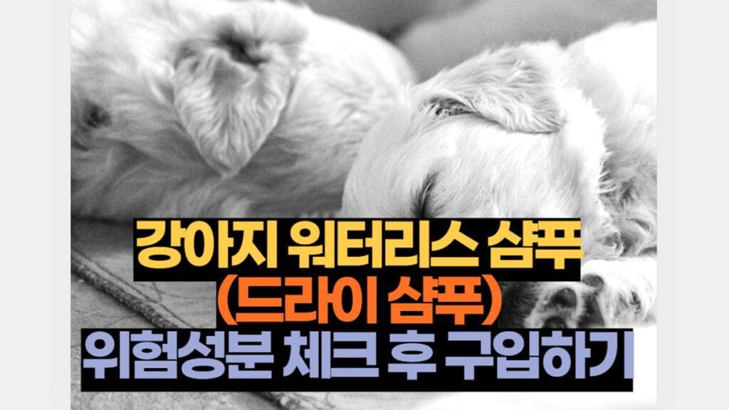 강아지 워터리스 샴푸 위험성 체크