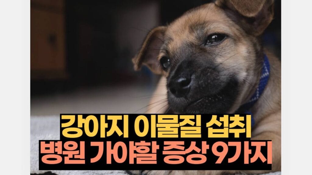 강아지 이물질 섭취 병원 가야할 증상 9가지