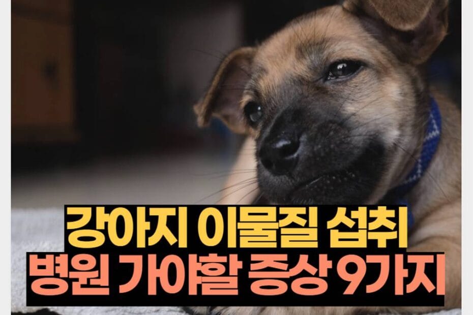 강아지 이물질 섭취 병원 가야할 증상 9가지