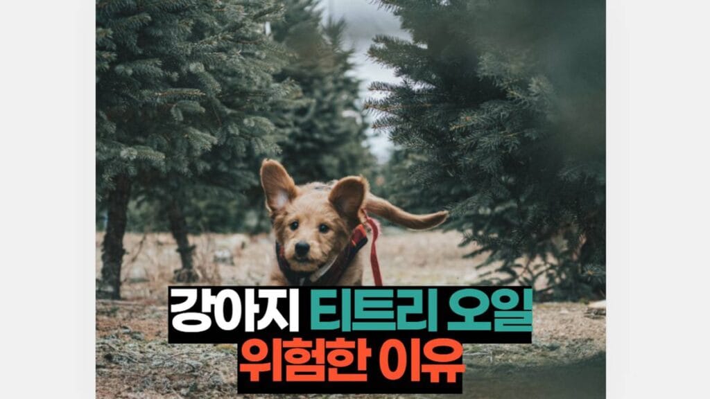 강아지 티트리오일 위험한 이유