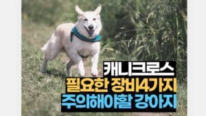 강아지 캐니크로스 필요 장비 4가지